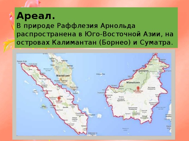Ареал.  В природе Раффлезия Арнольда распространена в Юго-Восточной Азии, на островах Калимантан (Борнео) и Суматра. 