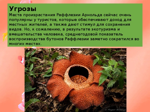 Угрозы  Места произрастания Раффлезии Арнольда сейчас очень популярны у туристов, которые обеспечивают доход для местных жителей, а также дают стимул для сохранения видов. Но, к сожалению, в результате экотуризма и вмешательства человека, среднегодовой показатель воспроизводства бутонов Раффлезии заметно сократился во многих местах. 