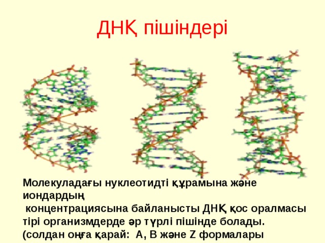 ДНҚ пішіндері Молекуладағы нуклеотидті құрамына және иондардың  концентрациясына байланысты ДНҚ қос оралмасы тірі организмдерде әр түрлі пішінде болады. (солдан оңға қарай: A, B және Z формалары 