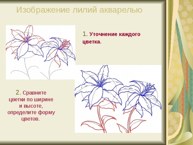 Изображение лилий акварелью 1 . Уточнение каждого цветка . 2 . Сравните цветки по ширине и высоте, определите форму цветов.  