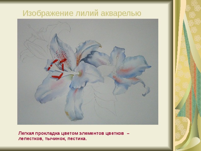 Изображение лилий акварелью  Легкая прокладка цветом элементов цветков – лепестков, тычинок, пестика.  