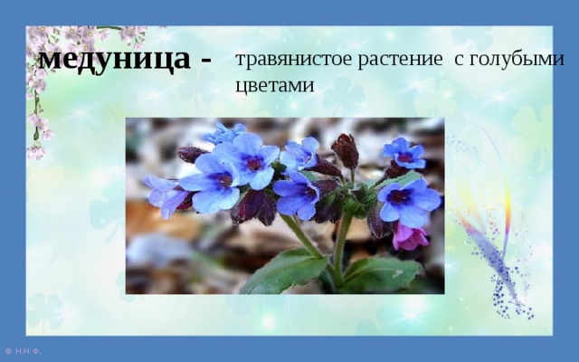 медуница - травянистое растение с голубыми цветами