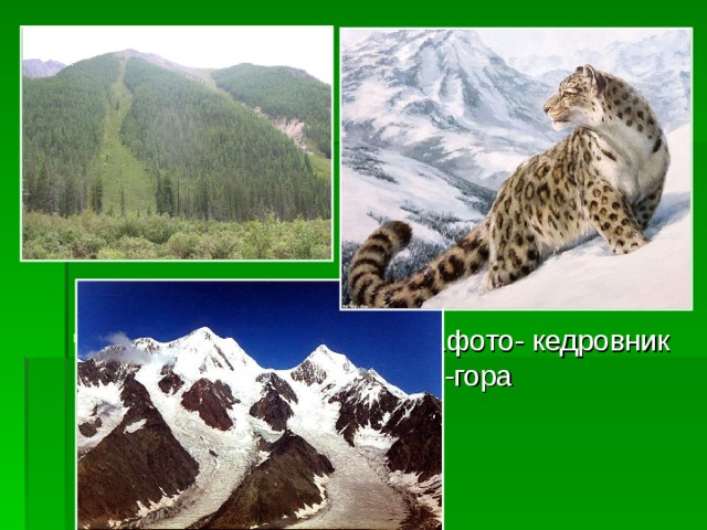  1фото- кедровник кедровник.2-гора гора Белуха 3- с снежный барс 