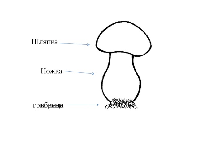 Как выглядит ножка гриба