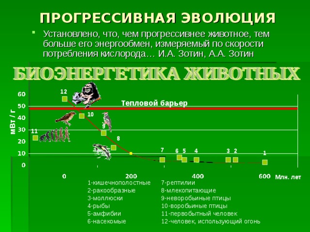 В эволюционном плане более прогрессивным является