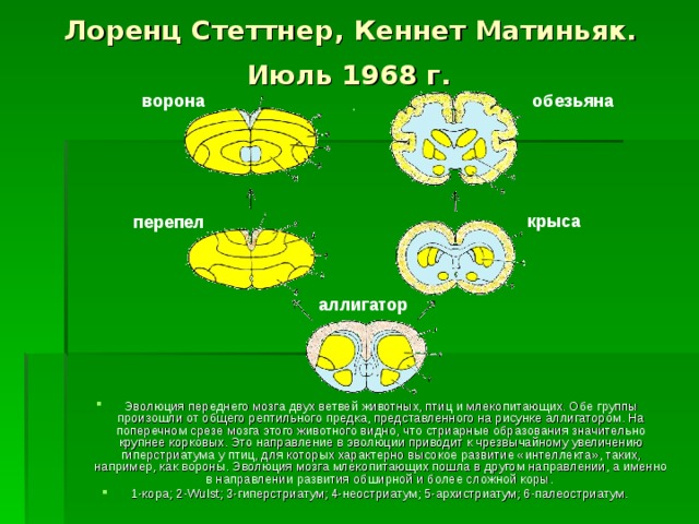 Назовите путь эволюции изображенный на рисунке 1 к чему приводит данный путь эволюции