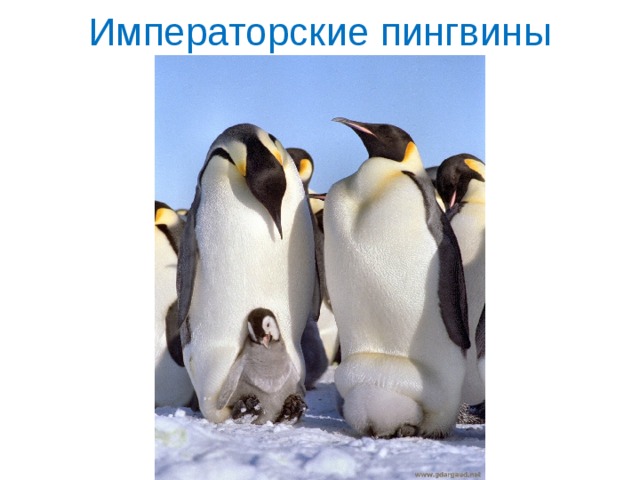 Императорские пингвины 