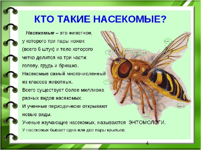  Кто такие насекомые? 