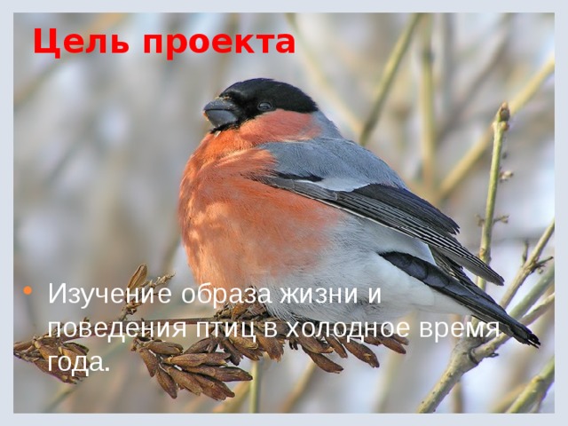 Цель проекта   Изучение образа жизни и поведения птиц в холодное время года. 