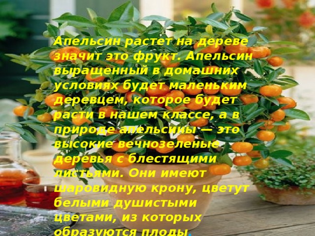 Апельсин растет на дереве значит это фрукт. Апельсин выращенный в домашних условиях будет маленьким деревцем, которое будет расти в нашем классе, а в природе апельсины — это высокие вечнозеленые деревья с блестящими листьями. Они имеют шаровидную крону, цветут белыми душистыми цветами, из которых образуются плоды . 