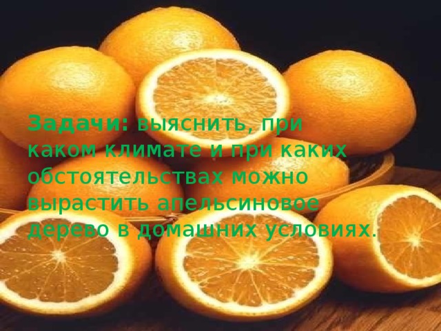 Задачи: выяснить, при каком климате и при каких обстоятельствах можно вырастить апельсиновое дерево в домашних условиях. 