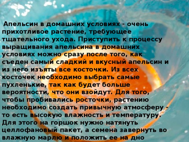  Апельсин в домашних условиях - очень прихотливое растение, требующее тщательного ухода. Приступить к процессу выращивания апельсина в домашних условиях можно сразу после того, как съеден самый сладкий и вкусный апельсин и из него изъяты все косточки. Из всех косточек необходимо выбрать самые пухленькие, так как будет больше вероятности, что они взойдут. Для того, чтобы пробивались росточки, растению необходимо создать привычную атмосферу - то есть высокую влажность и температуру. Для этого на горшок нужно натянуть целлофановый пакет, а семена завернуть во влажную марлю и положить ее на дно горшка. Получится миниатюрный вариант теплицы, какие делают в огородах для быстрого вызревания овощей. 
