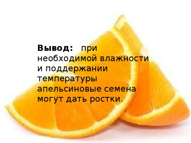 Вывод: при необходимой влажности и поддержании температуры апельсиновые семена могут дать ростки. 