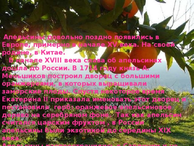  Апельсины довольно поздно появились в Европе, примерно в начале XV века. На своей родине, в Китае.  В начале ХVIII века слава об апельсинах дошла до России. В 1714 году князь А. Меньшиков построил дворец с большими оранжереями, в которых выращивали заморские плоды. Спустя некоторое время Екатерина II приказала именовать этот дворец и постановила герб: оранжевое апельсиновое дерево на серебряном фоне. Так как апельсин считался царским фруктом , в России апельсины были экзотикой до середины XIX века. Апельсины распространились в Сардинии и на Сицилии, и далее по солнечной Италии и по другим странам Европы.  С 30-х годов XX века вошли в культуру Средней Азии. 