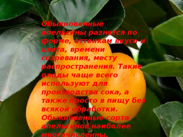 Проект апельсин татарстан для кого. Время созревания апельсинов. Проект дома апельсин.