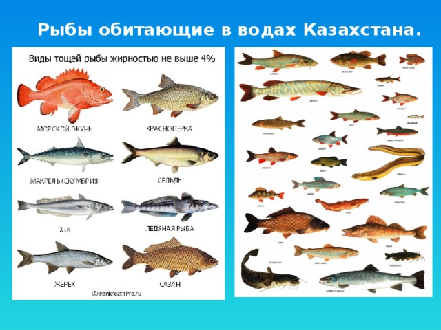 Рыбы обитающие в водах Казахстана. 