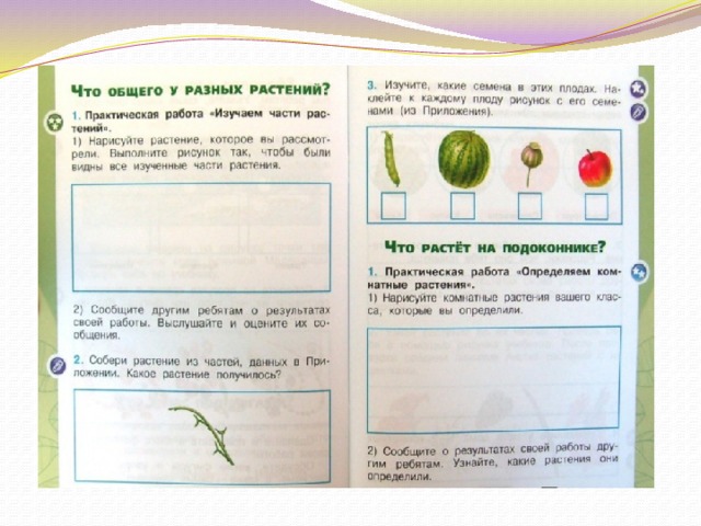 Части растений 1 класс плешаков. Что общего у разных растений. Практическая работа изучаем части растений 1 класс. Что общего у растений задания. Практическая работа Нарисуй растения.