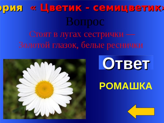 Ответ ромашка. Ромашка вопросов. Вопросы с ответами про ромашку. Загадка про ромашку для детей.