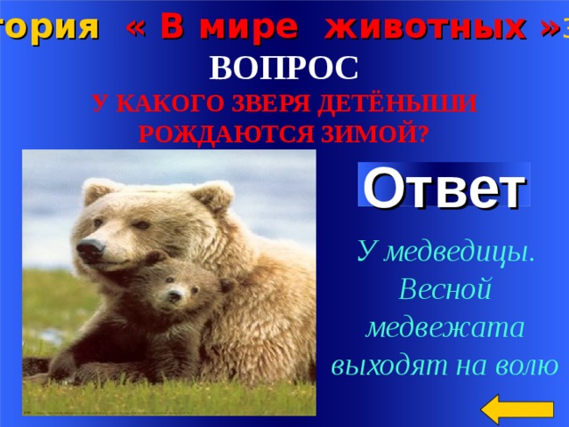 Категория « В мире животных » за 100 ВОПРОС У КАКОГО ЗВЕРЯ ДЕТЁНЫШИ  РОЖДАЮТСЯ ЗИМОЙ? Ответ У медведицы. Весной медвежата выходят на волю Welcome to Power Jeopardy   © Don Link, Indian Creek School, 2004 You can easily customize this template to create your own Jeopardy game. Simply follow the step-by-step instructions that appear on Slides 1-3. 2 