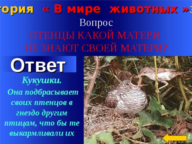 Категория « В мире животных » за 100 Вопрос ПТЕНЦЫ КАКОЙ МАТЕРИ НЕ ЗНАЮТ СВОЕЙ МАТЕРИ? Ответ Кукушки.  Она подбрасывает своих птенцов в гнездо другим птицам, что бы те выкармливали их Welcome to Power Jeopardy   © Don Link, Indian Creek School, 2004 You can easily customize this template to create your own Jeopardy game. Simply follow the step-by-step instructions that appear on Slides 1-3. 2 