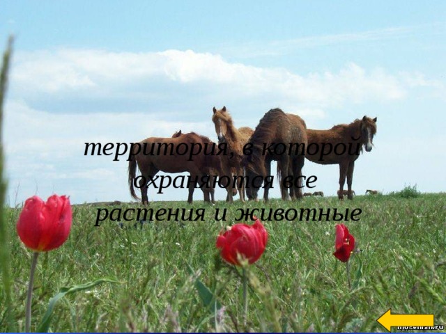 Категория « Знатоки природы » за 100 Что такое заповедник?  Ответ территория, в которой охраняются все  растения и животные Welcome to Power Jeopardy   © Don Link, Indian Creek School, 2004 You can easily customize this template to create your own Jeopardy game. Simply follow the step-by-step instructions that appear on Slides 1-3. 2 
