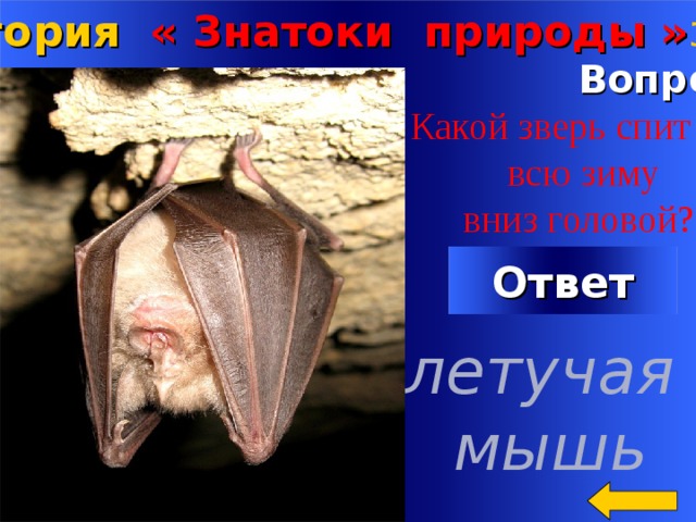 Категория « Знатоки природы » за 200  Вопрос  Какой зверь спит  всю зиму  вниз головой? Ответ летучая мышь Welcome to Power Jeopardy   © Don Link, Indian Creek School, 2004 You can easily customize this template to create your own Jeopardy game. Simply follow the step-by-step instructions that appear on Slides 1-3. 2 
