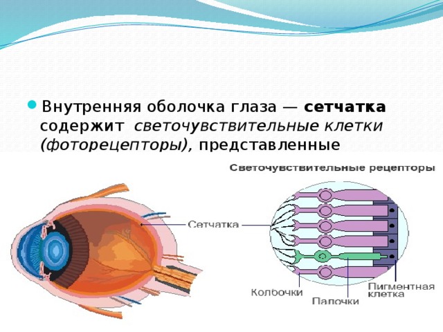 Строение сетчатки сетчатка глаза содержит два типа