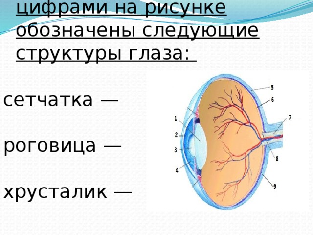 Определи какими цифрами на рисунке обозначены следующие структуры глаза