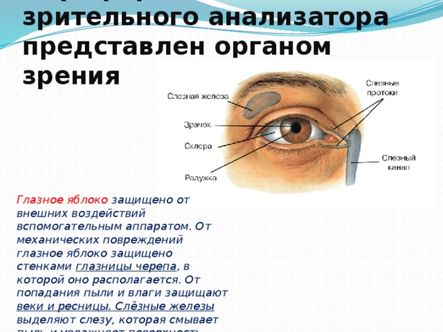 Периферический отдел зрительного анализатора