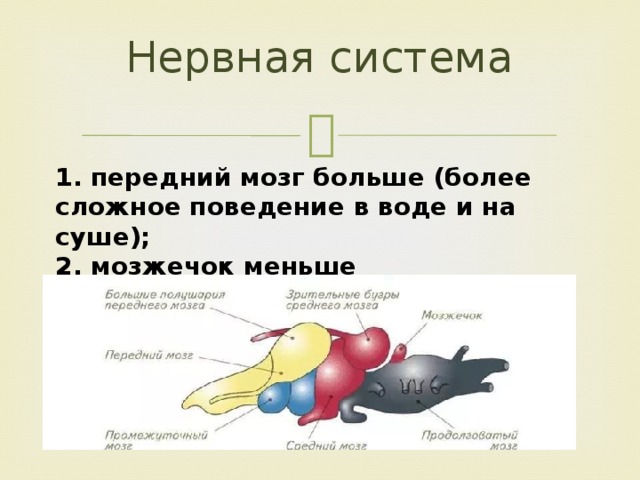 Нервная система 1. передний мозг больше (более сложное поведение в воде и на суше); 2. мозжечок меньше (однообразные движения) 