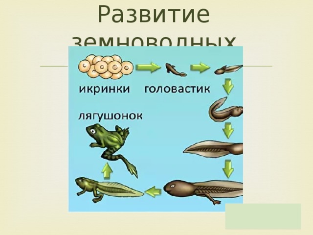 Развитие земноводных. Схема развития земноводных. У земноводных прямое развитие или нет. Задания на тему земноводные.