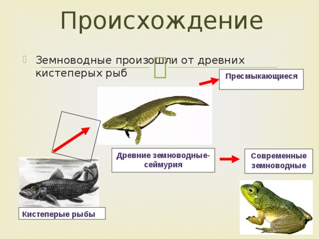Объясните происхождение земноводные. Происхождение земноводных от кистеперых рыб. Земноводные произошли от.