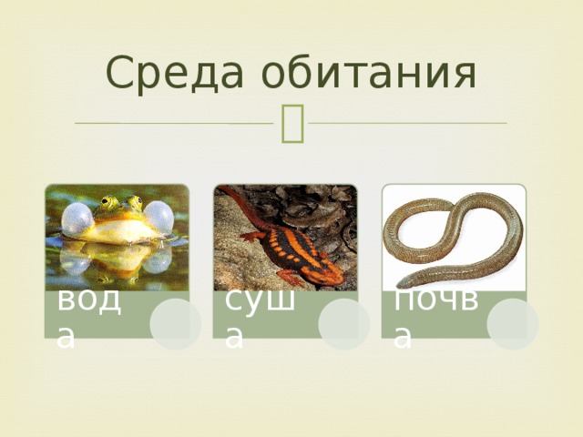 Среда обитания вода суша почва 