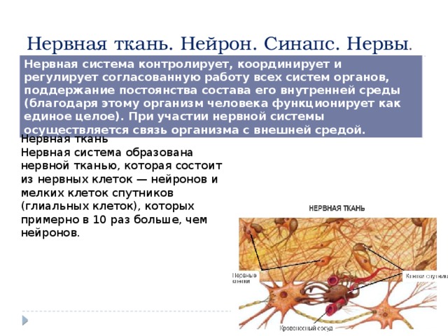 Нервная ткань. Нейрон. Синапс. Нервы . Нервная система контролирует, координирует и регулирует согласованную работу всех систем органов, поддержание постоянства состава его внутренней среды (благодаря этому организм человека функционирует как единое целое). При участии нервной системы осуществляется связь организма с внешней средой. Нервная ткань Нервная система образована нервной тканью, которая состоит из нервных клеток — нейронов и мелких клеток спутников (глиальных клеток), которых примерно в 10 раз больше, чем нейронов. 