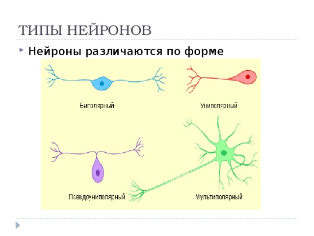 Виды нейронов