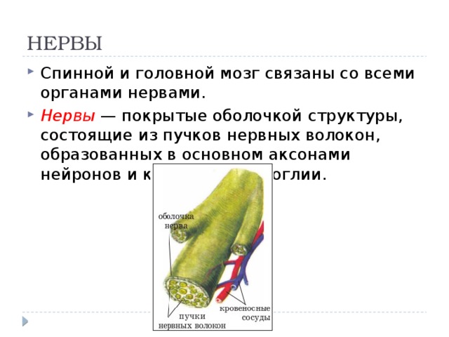 НЕРВЫ Спинной и головной мозг связаны со всеми органами нервами. Нервы — покрытые оболочкой структуры, состоящие из пучков нервных волокон, образованных в основном аксонами нейронов и клетками нейроглии. 