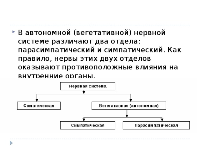 В автономной (вегетативной) нервной системе различают два отдела: парасимпатический и симпатический. Как правило, нервы этих двух отделов оказывают противоположные влияния на внутренние органы. 