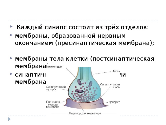  Каждый синапс состоит из трёх отделов: мембраны, образованной нервным окончанием (пресинаптическая мембрана); мембраны тела клетки (постсинаптическая мембрана); синаптической щели между этими мембранами 