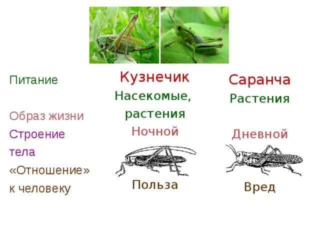 Кузнечик транспортная карта