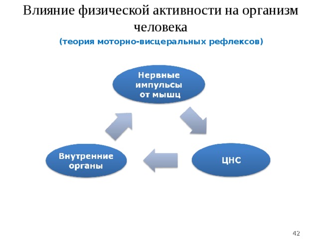Влияние физической активности на организм человека (теория моторно-висцеральных рефлексов)  