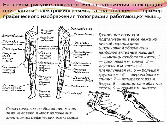 Графическое изображение мышечной работы на латинском