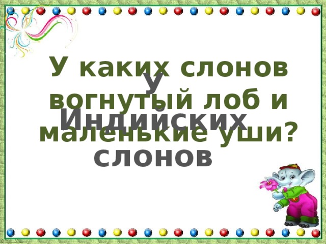 У каких слонов вогнутый лоб и маленькие уши? У Индийских слонов 