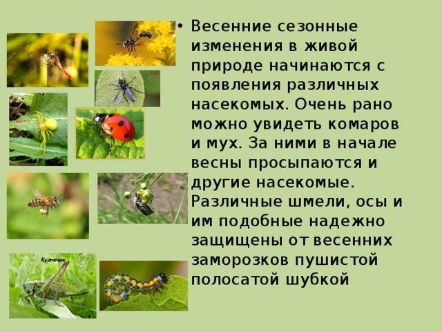 Сезонные изменения в живой природе. Адаптация насекомых. Насекомые весной изменения. Адаптация насекомых к сезонным изменениям