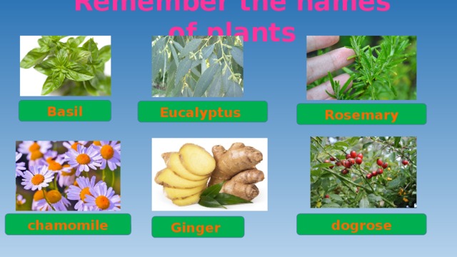 Remember the names of plants Basil Eucalyptus Rosemary chamomile dogrose Ginger 