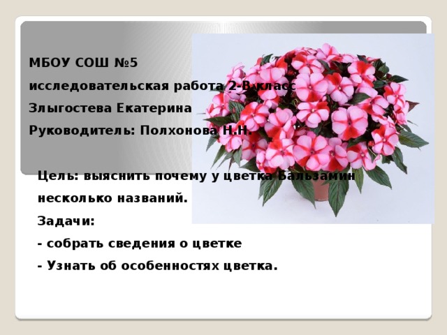 МБОУ СОШ №5  исследовательская работа 2-В класс  Злыгостева Екатерина  Руководитель: Полхонова Н.Н. Цель: выяснить почему у цветка Бальзамин несколько названий. Задачи: - собрать сведения о цветке - Узнать об особенностях цветка. 