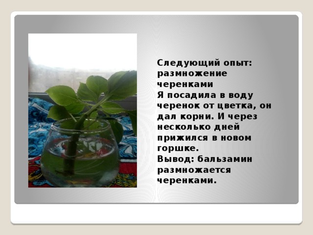   Следующий опыт: размножение черенками  Я посадила в воду черенок от цветка, он дал корни. И через несколько дней прижился в новом горшке.  Вывод: бальзамин размножается черенками. 