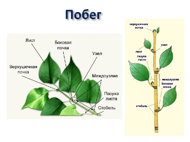Строение побега презентация