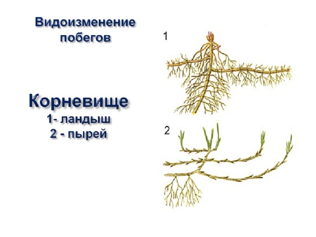 Побег и почки презентация 6 класс пасечник