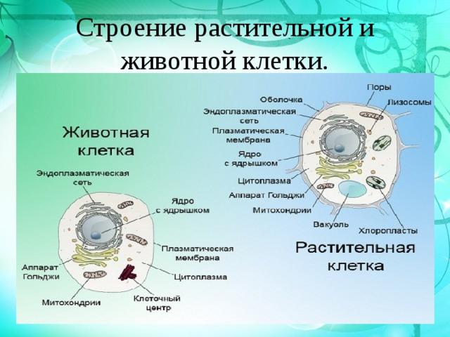 Животное клетка 5 класс биология. Сравнение клетки животного и клетки растения 5 класс. Структура клетки растения 5 класс биология. Сравнение растительной и животной клетки 5 класс. Строение растительной клетки биология пятый класс.