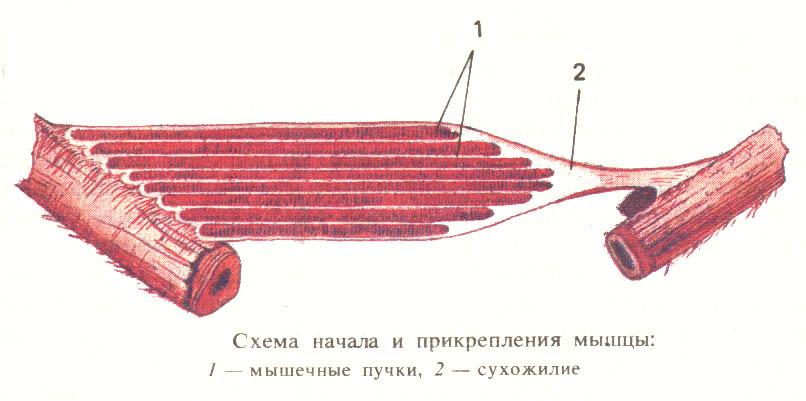 Мышцы прикрепляются с помощью